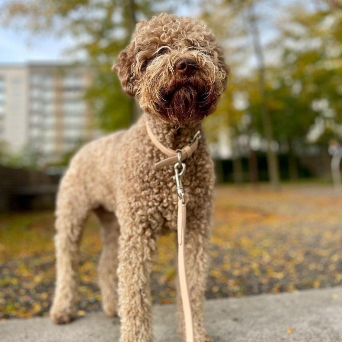 Tuscan, un collier pour chien fait main - kasibe