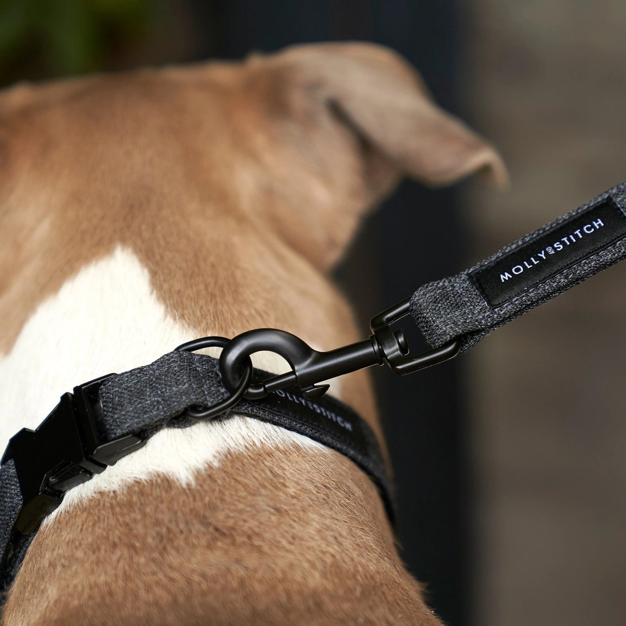 Soft Rock, un collier pour chien solide à usage quotidien pour canins actifs - kasibe