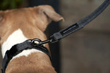 Soft Rock, un collier pour chien solide à usage quotidien pour canins actifs - kasibe