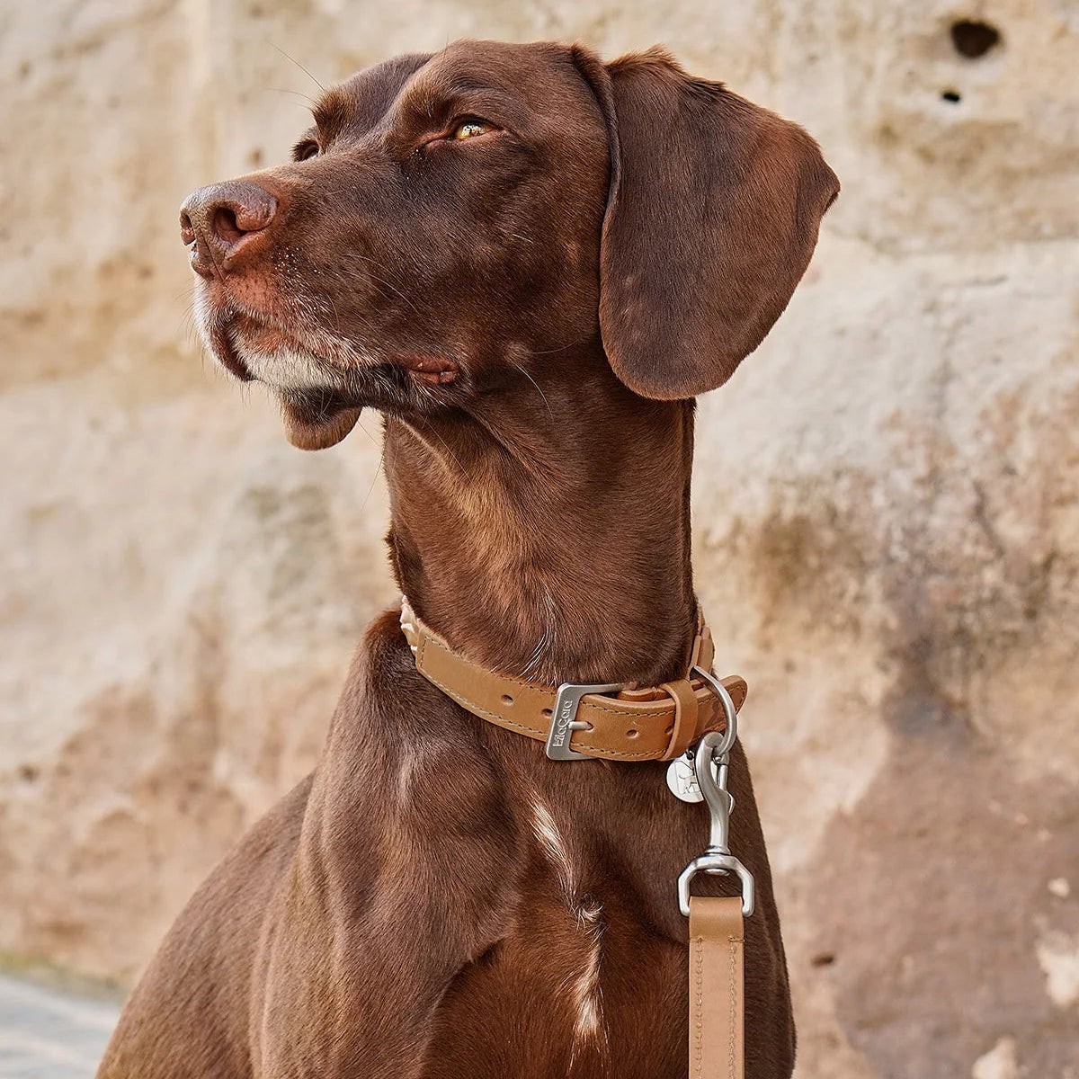 Collier en cuir tressé pour chien camel - kasibe