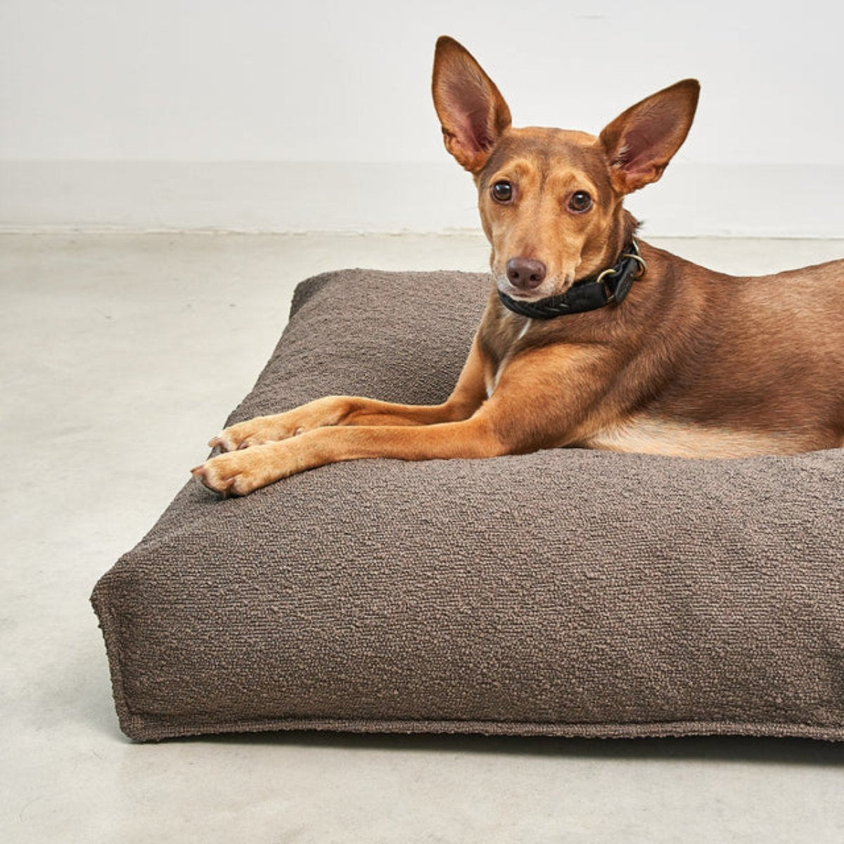 coussin pour chien design marron - kasibe