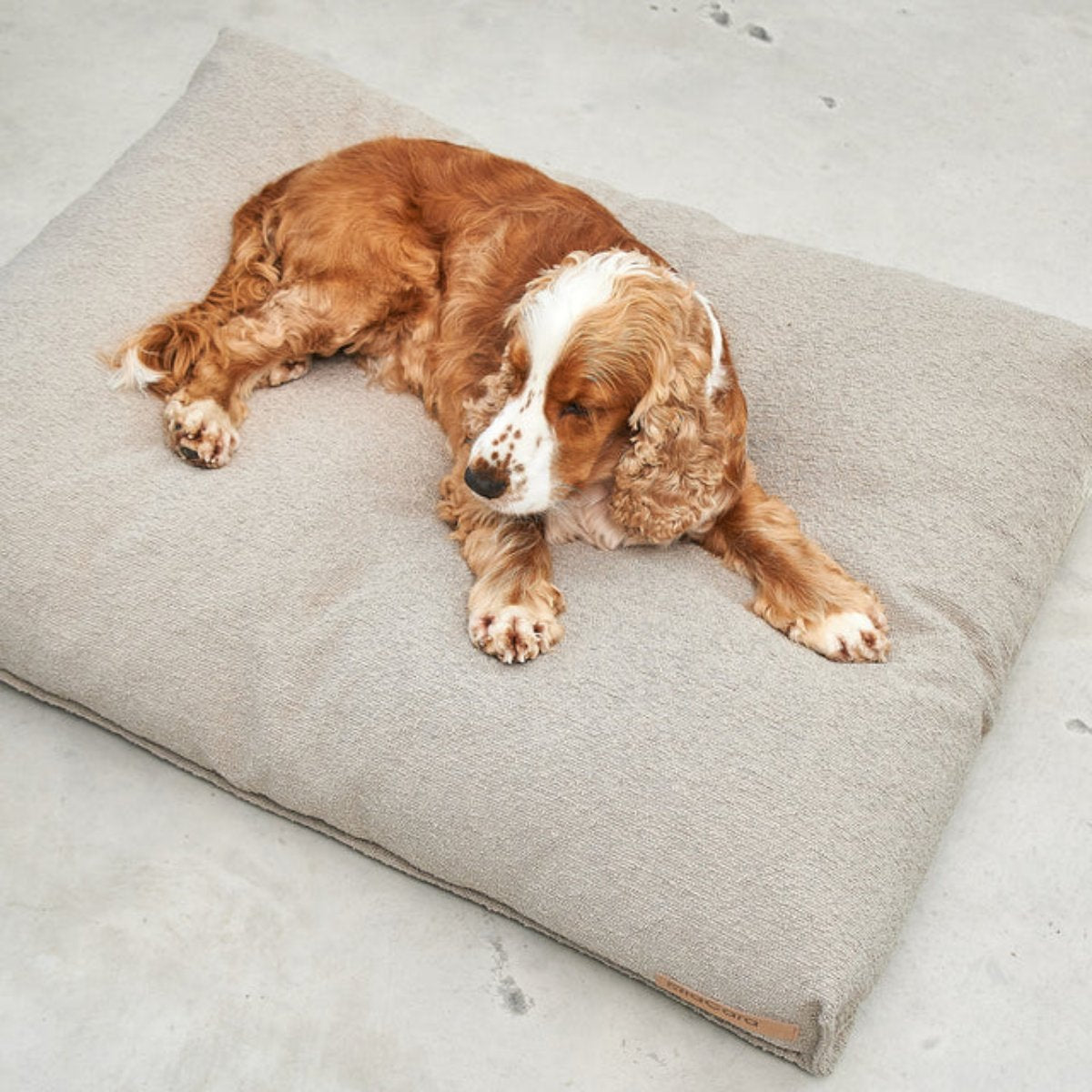 coussin pour chien design beige - kasibe