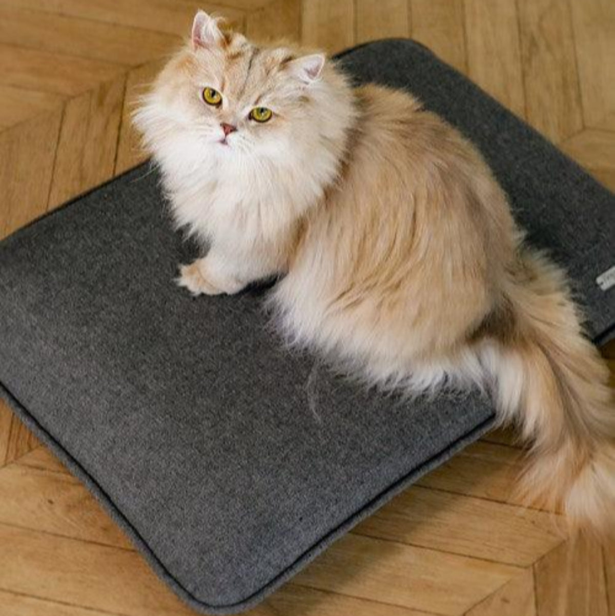 Coussin pour chat - EDEN - Kasibe