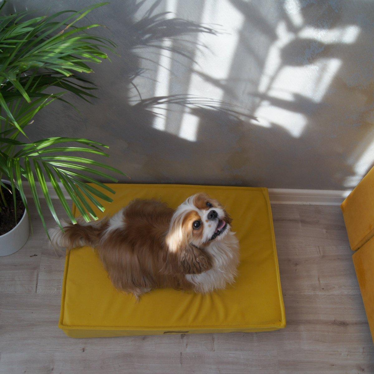 Coussin pour chien très chic - CHARM - Kasibe