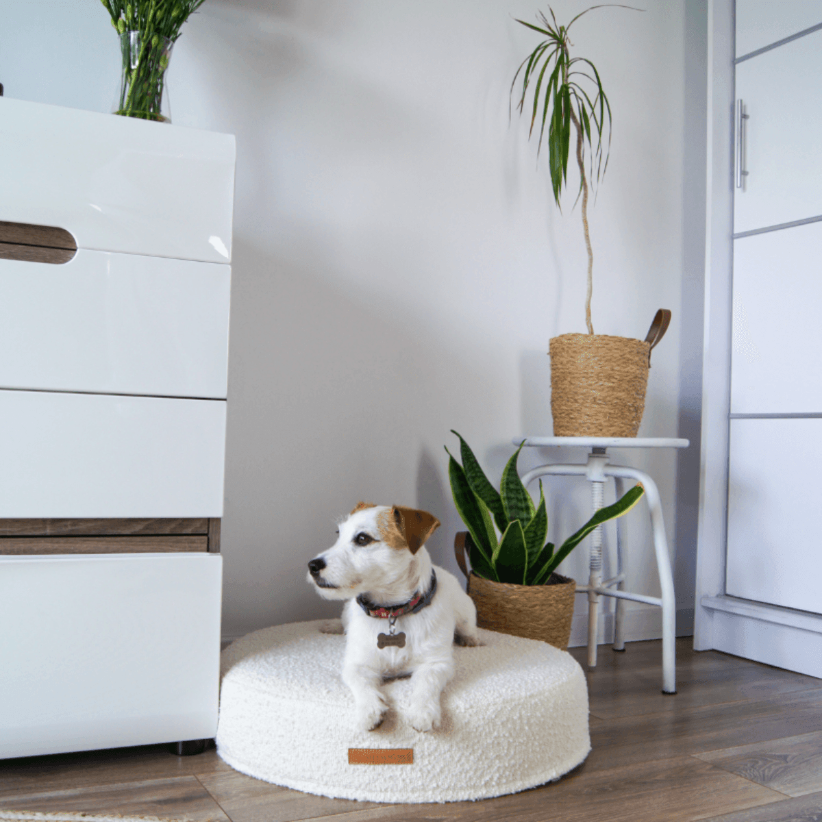 Coussins pour chats ou petit chiens - PRESTIGE - Kasibe