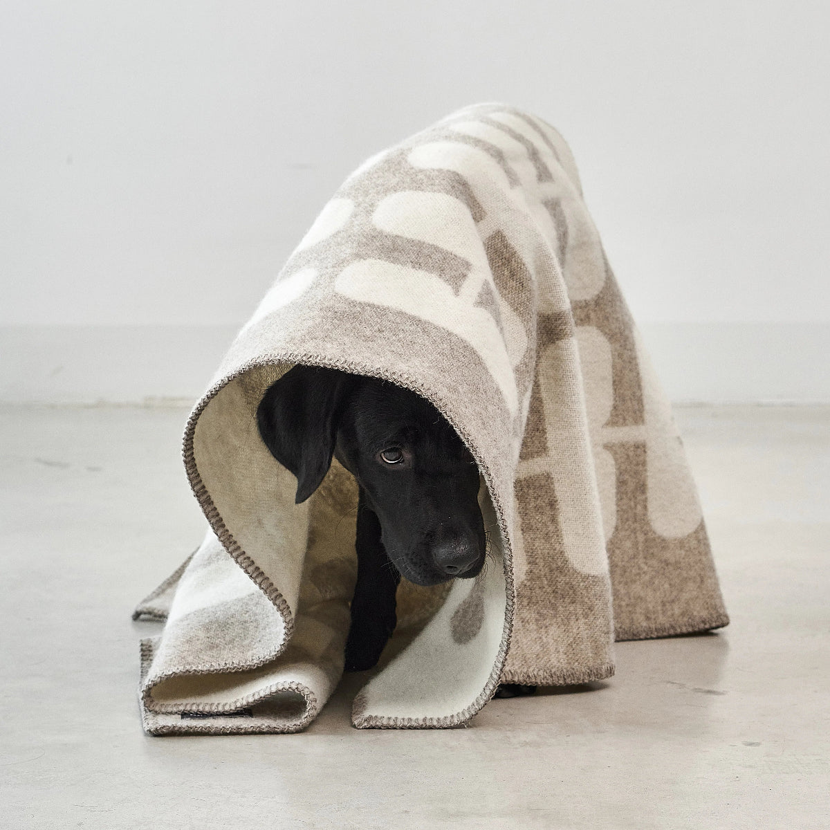 Couverture pour chien en laine sans museling - kasibe