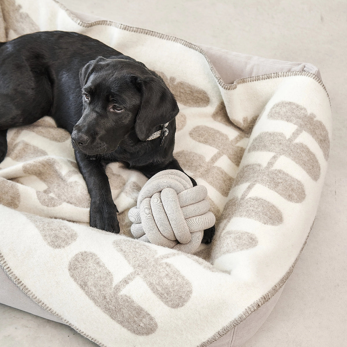 Couverture pour chien en laine sans museling cappuccino - kasibe