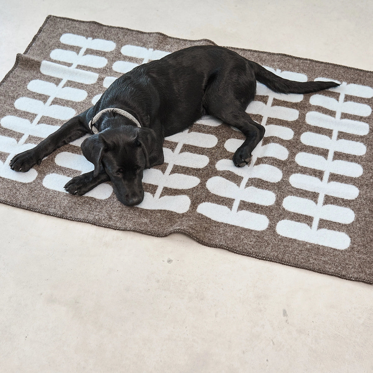 Couverture pour chien en laine sans museling - kasibe