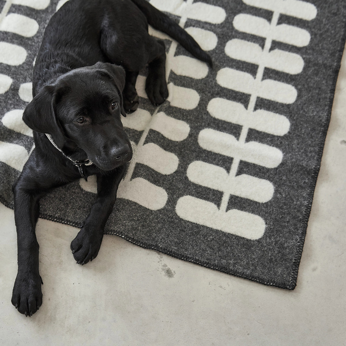 Couverture pour chien en laine sans museling - kasibe