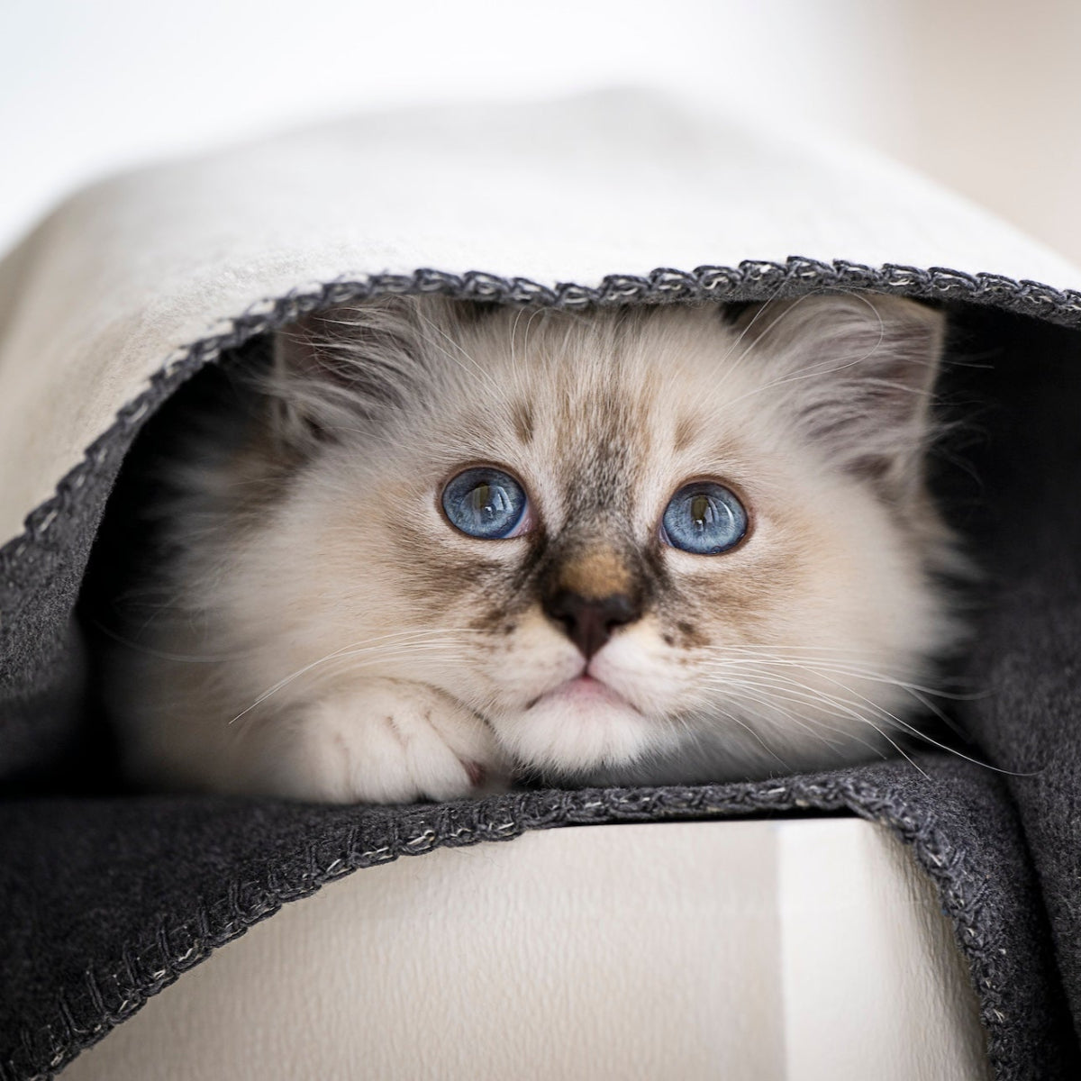 couverture réversible pour chien ou chat en coton - kasibe