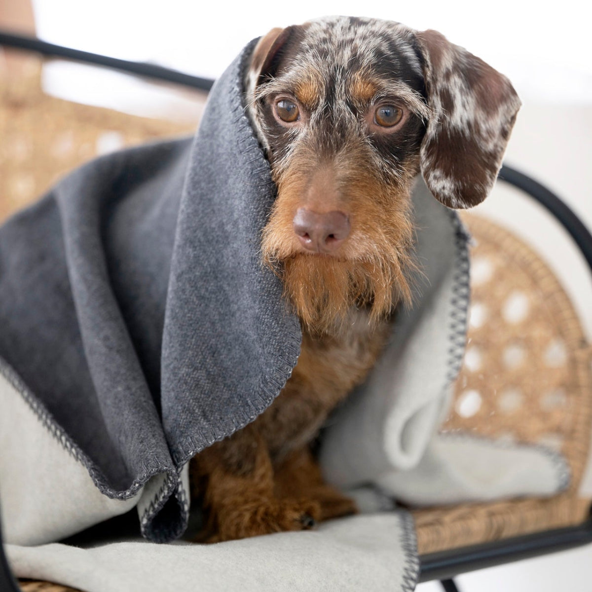 couverture en coton grise pour chien réversible - kasibe