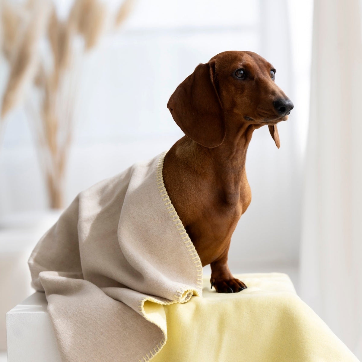 couverture réversible pour chien sable - kasibe