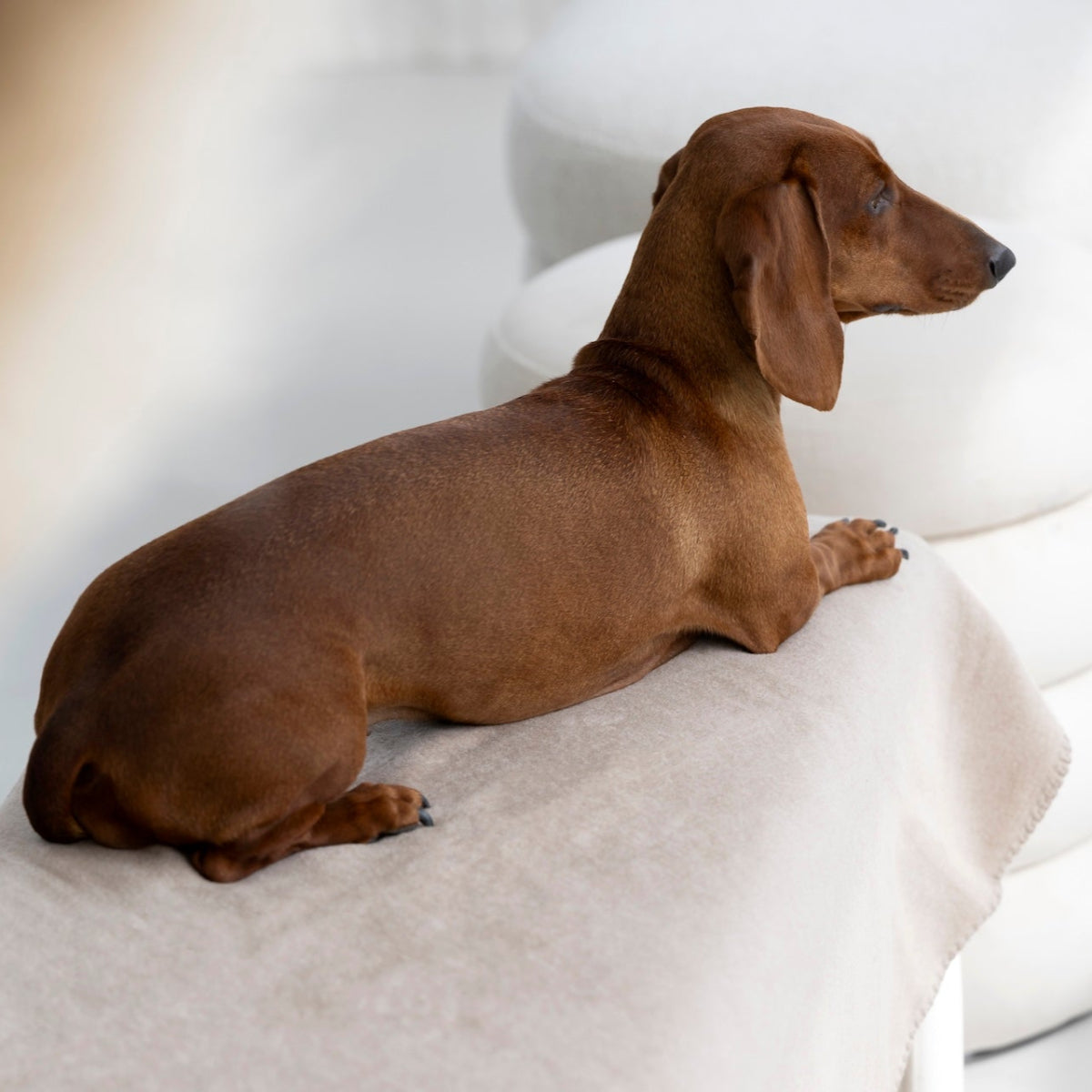 couverture pour chien réversible sable - kasibe