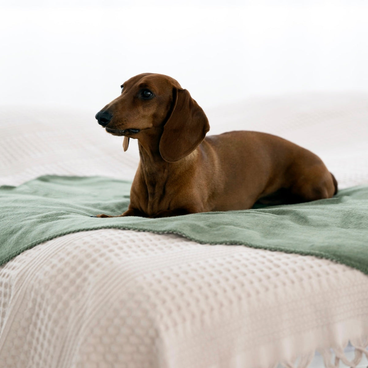 couverture pour chien réversible en coton vert - kasibe