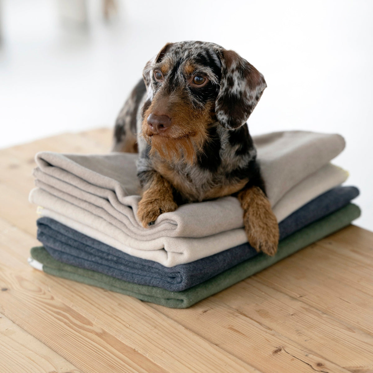 couverture réversible en coton pour chien - kasibe