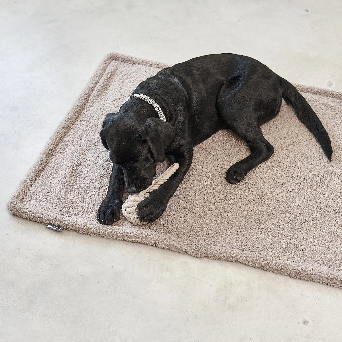 couverture pour chien - kasibe