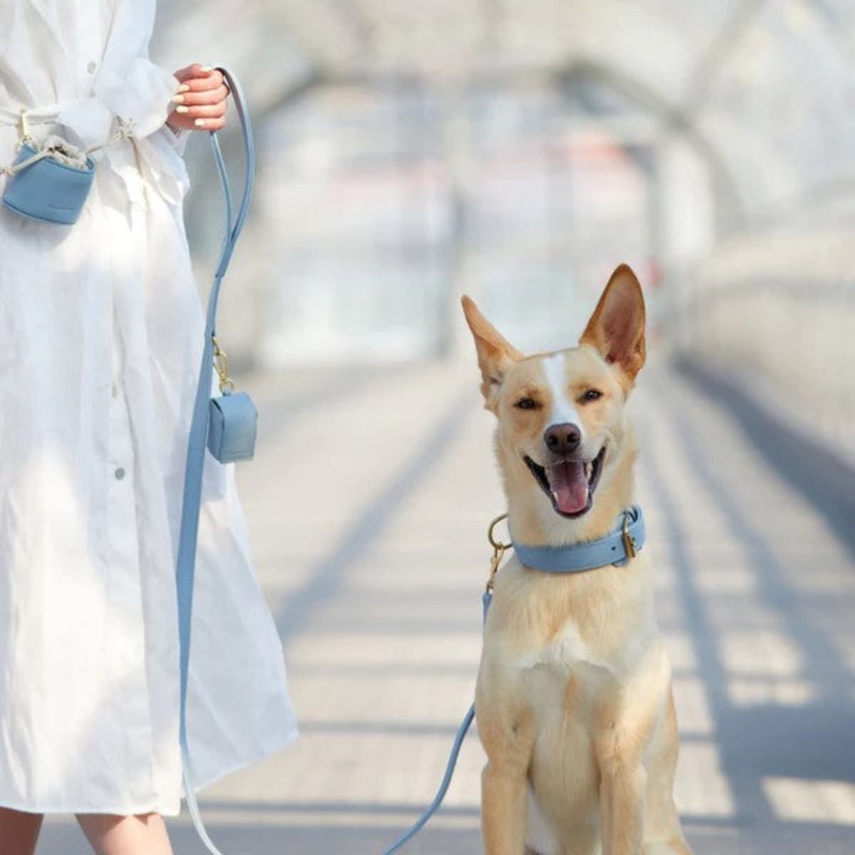 Distributeur de friandise pour chien bleu - kasibe