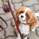 Distributeur de sacs à crottes très élégant pour la promenade de mon chien - kasibe