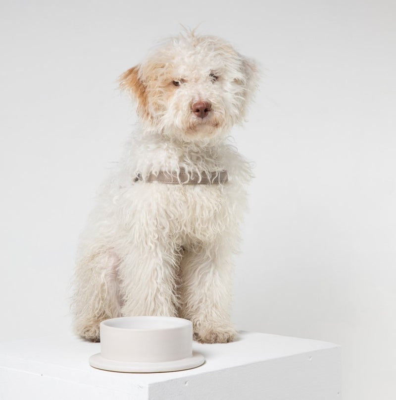 Imogen, une gamelle en céramique pour chien fabriquée main - kasibe