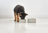 Scodella, une gamelle en céramique pour chien de haute qualité - kasibe