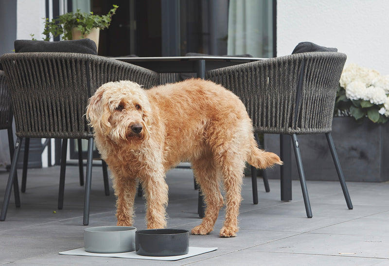 Scodella, une gamelle en céramique pour chien de haute qualité - kasibe