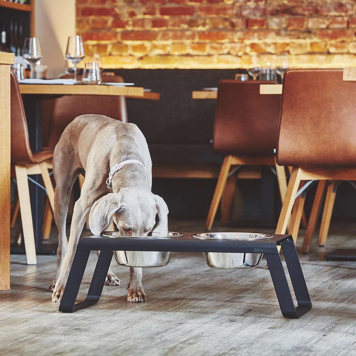 Gamelle surélevée pour chien - DESCO ALUMINIUM - Kasibe