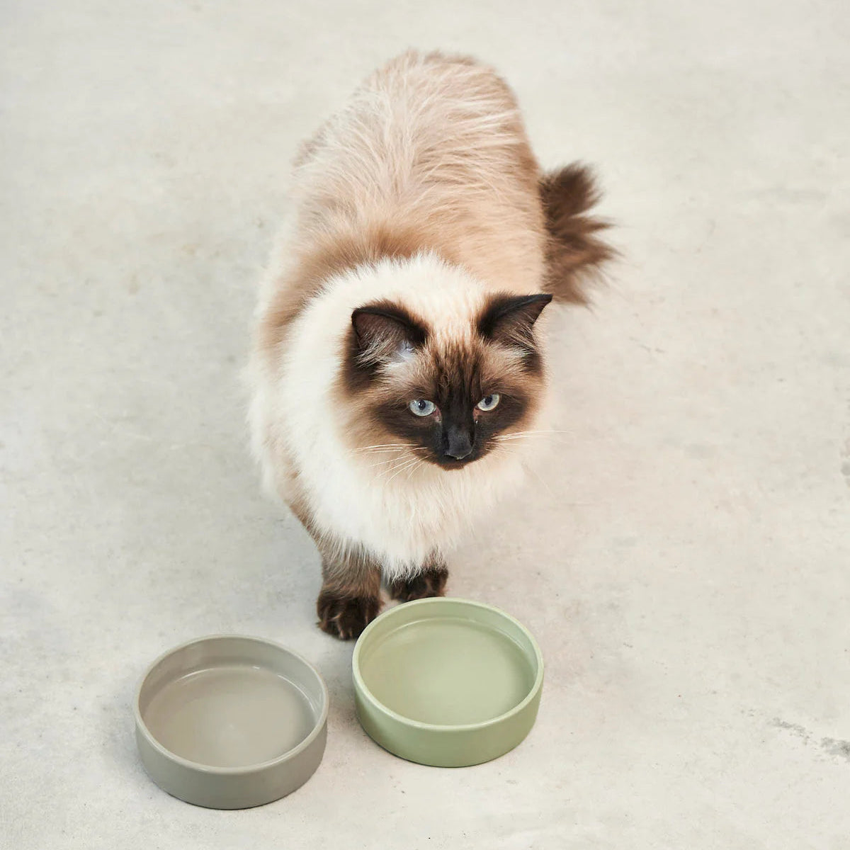 gamelle design pour chat en porcelaine olive - kasibe