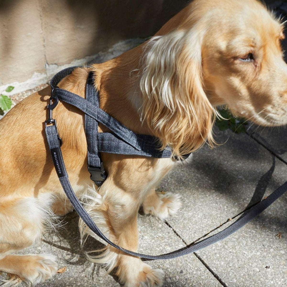 harnais pour chien solide gris - kasibe