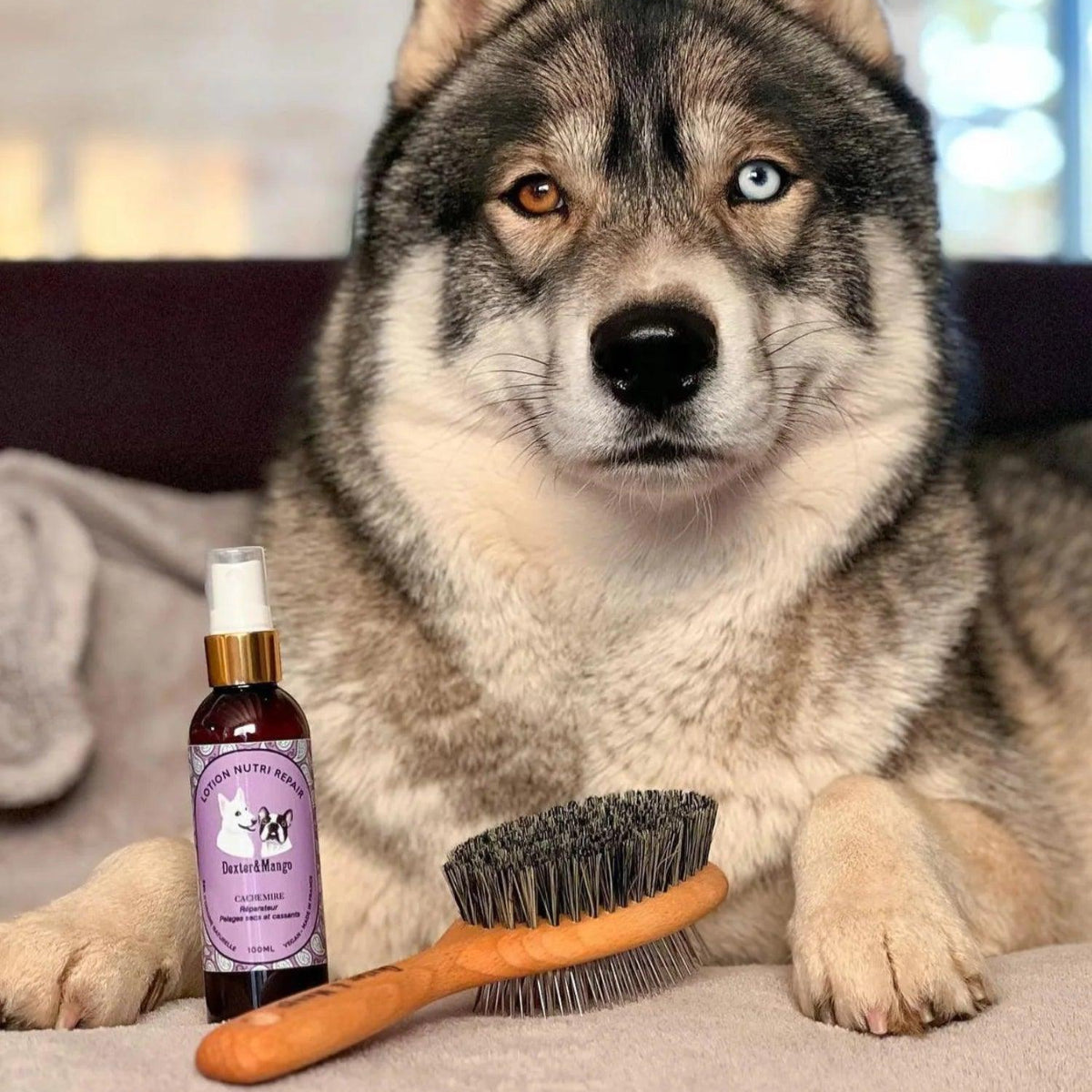 Huile pour le poil du chien : hydratation pour cette lotion réparatrice Cachemire - kasibe