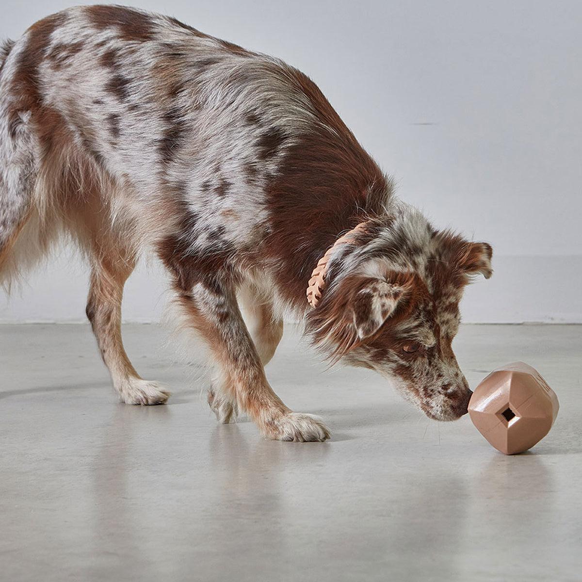 Jeu de stimulation pour chien - kasibe