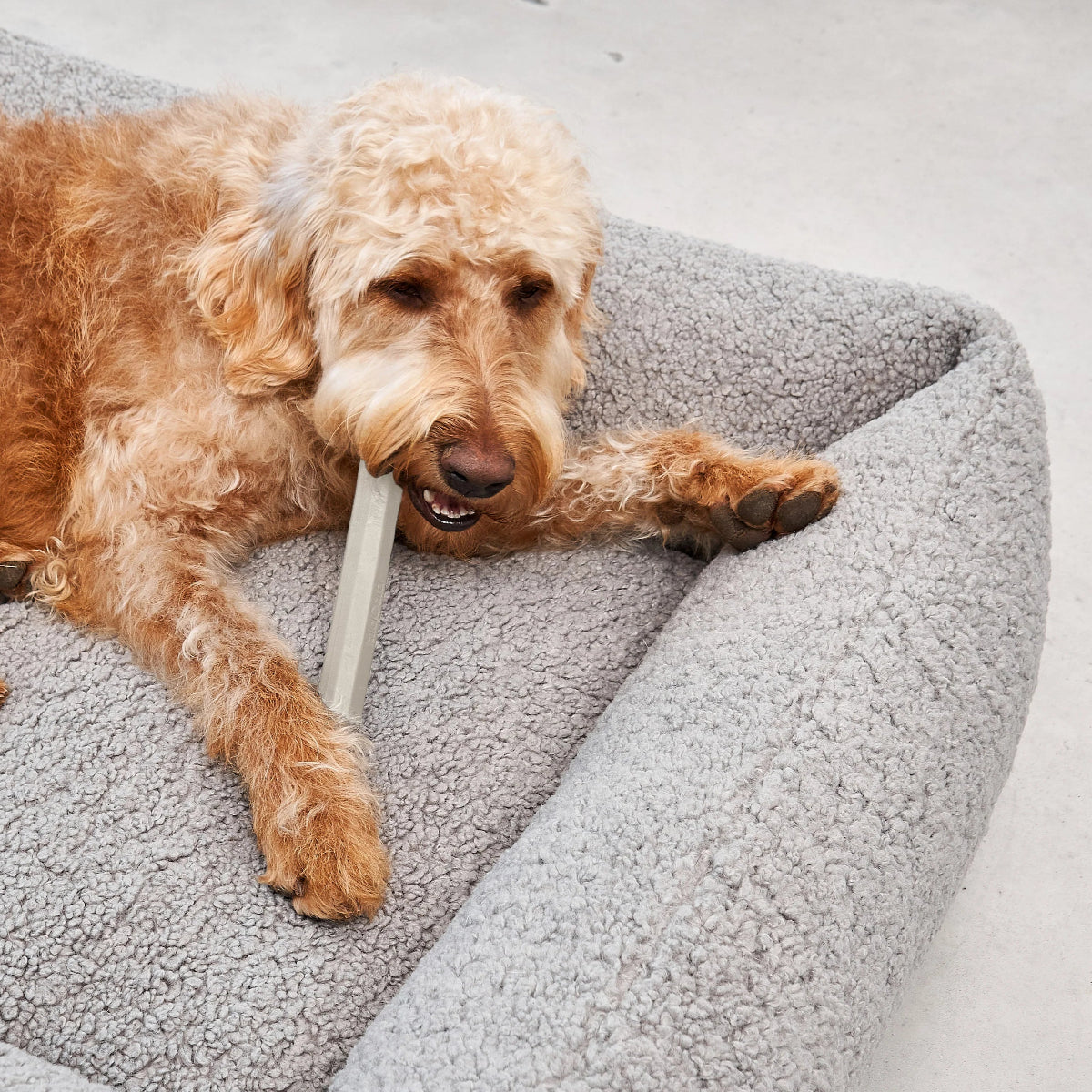 jouet chien baton  - kasibe