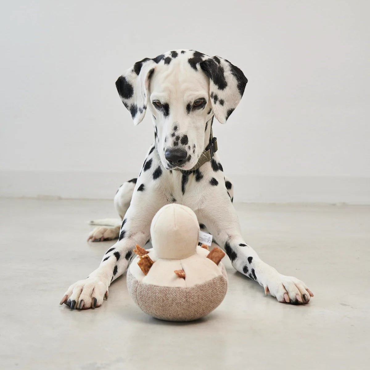 jouet à renifler pour chien en forme de champignon - kasibe