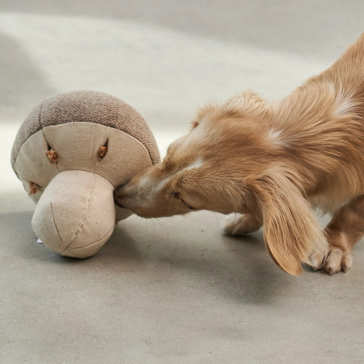 jouet à renifler pour chien en forme de champignon - kasibe