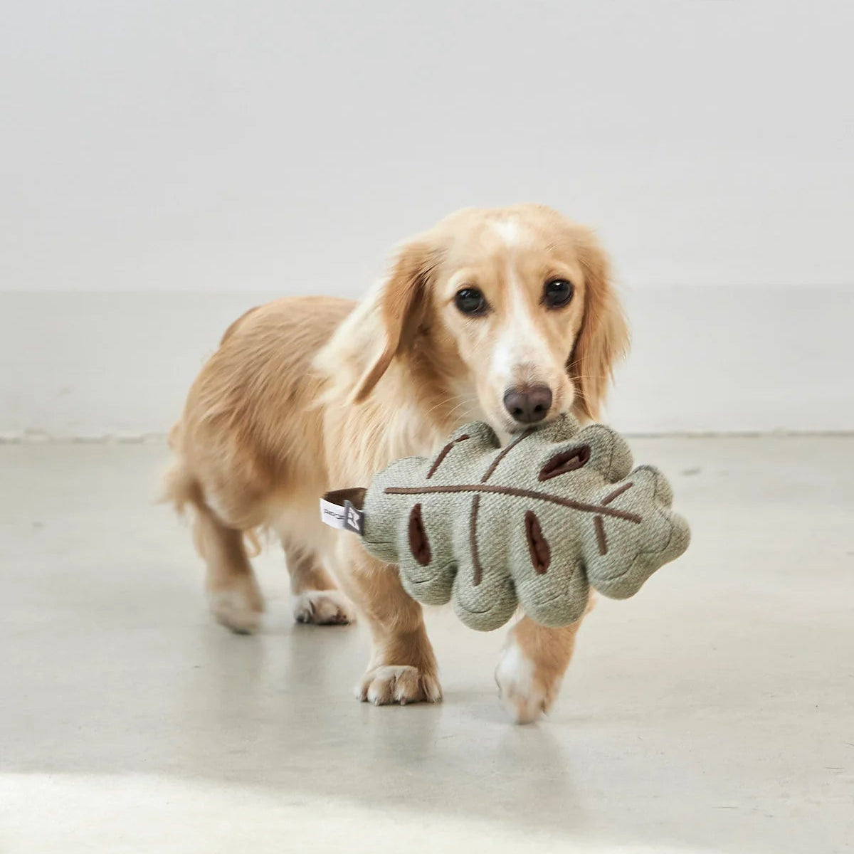jouet à renifler pour chien en forme de feuille - kasibe