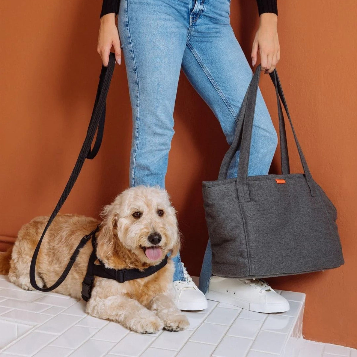 Soft Rock, une laisse pour chien solide à usage quotidien pour les canins actifs - kasibe