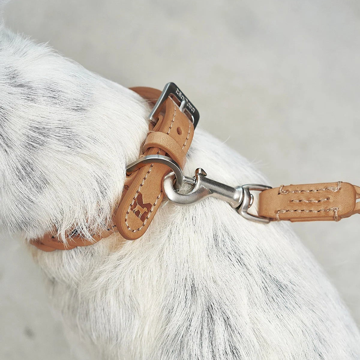 Laisse en cuir pour petit chien camel - kasibe
