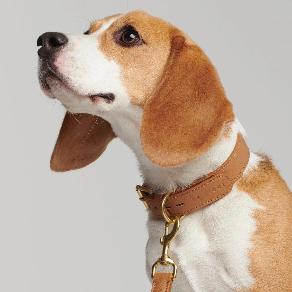Laisse de luxe pour chien - MELA BASIC - Kasibe