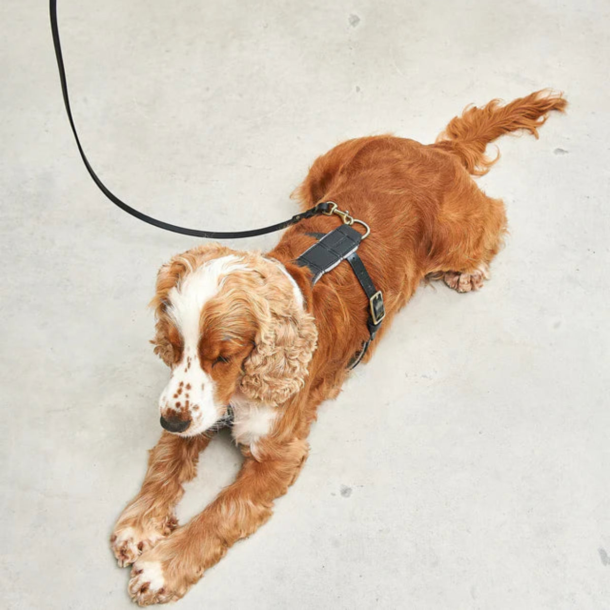 laisse pour chien élégante en cuir noire - kasibe