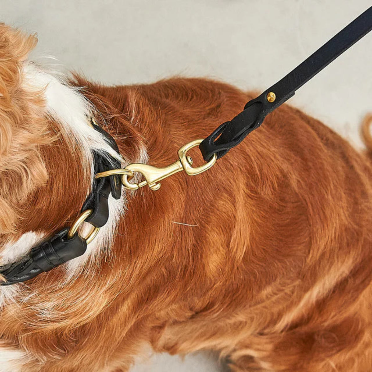 laisse pour chien élégante en cuir noire - kasibe