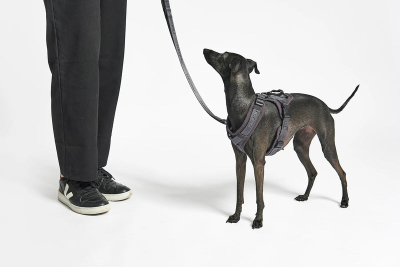 Look sportif : laisse en nylon pour chien Modena - kasibe