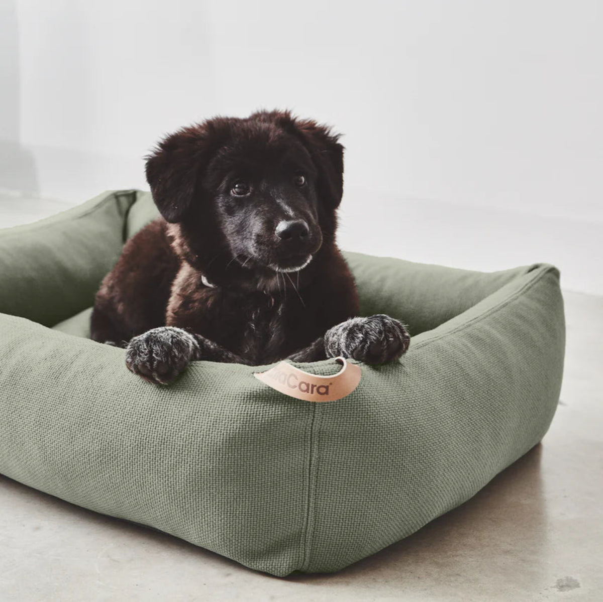 housse de lit box pour chien couleur olive - kasibe