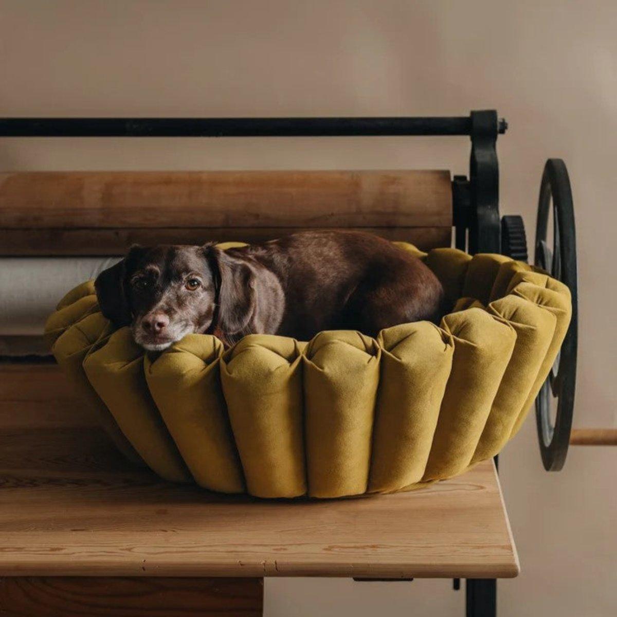 Lit pour chien original - HAVEN - Kasibe