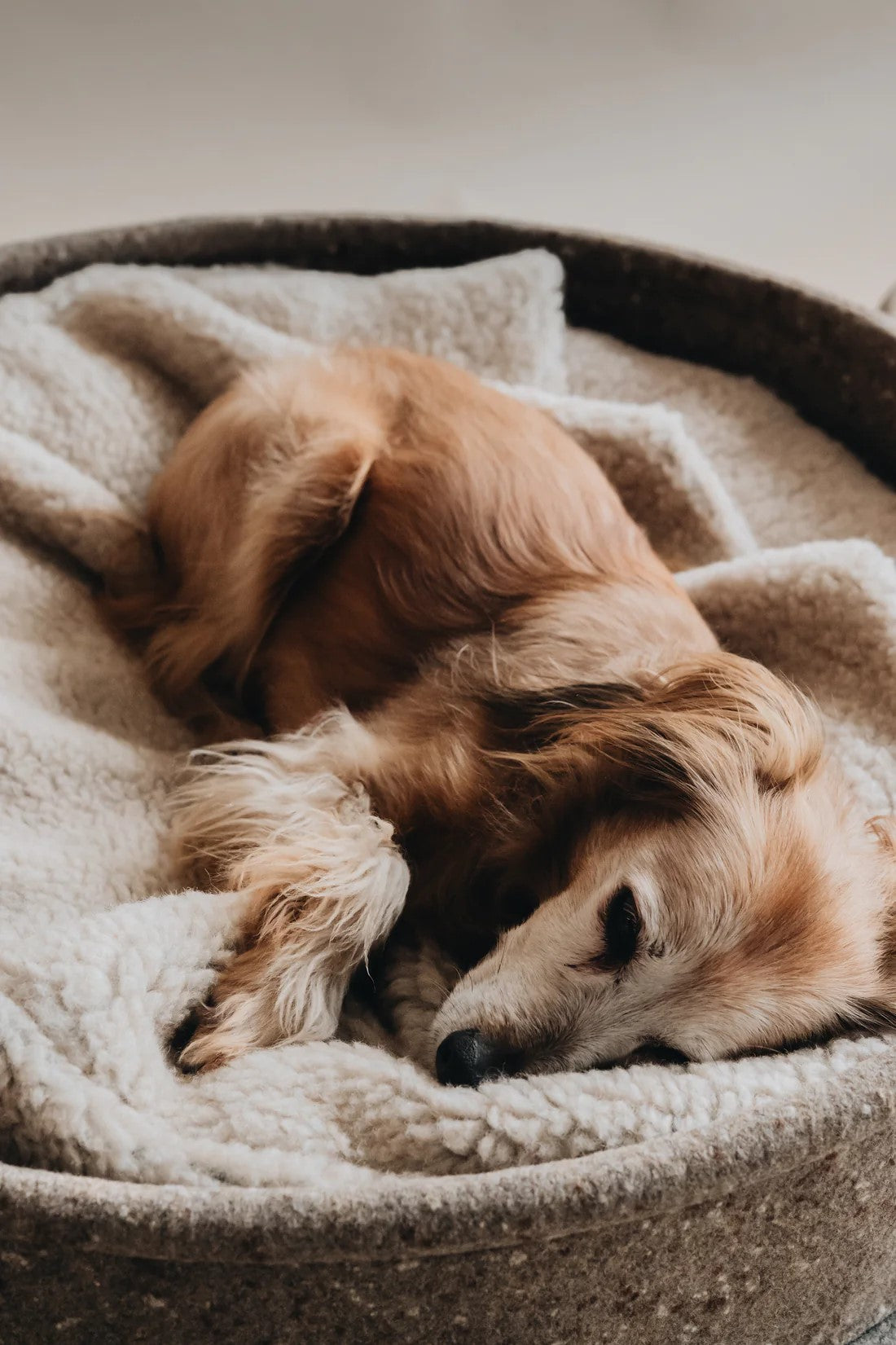 Un lit pour chien véritablement original : Hain et son oreiller à capuche - kasibe