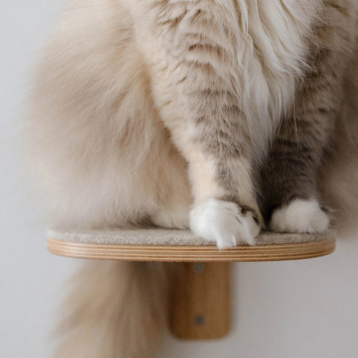 Marche design d'escalade pour chat - kasibe