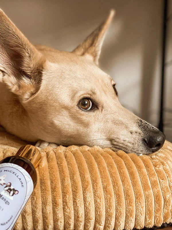 Nettoyant oreille chien - Gelée nettoyante naturelle 