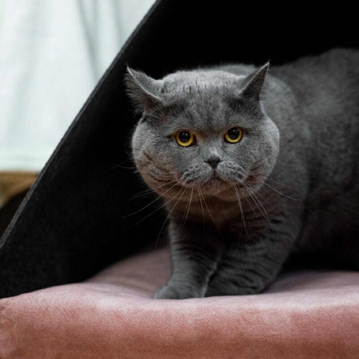 Niche d'intérieur pour chat - kasibe