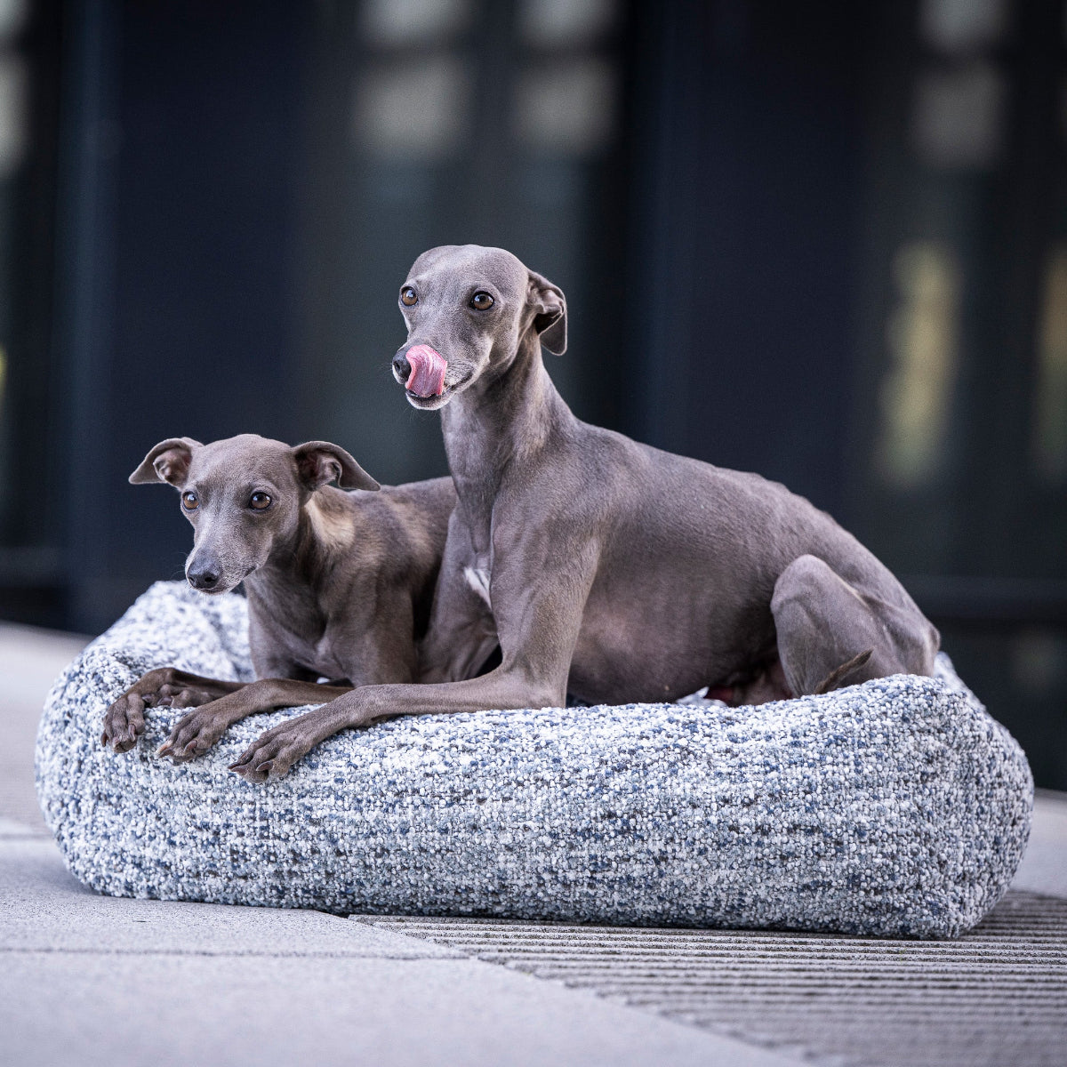 panier pour chien confortable gris - kasibe