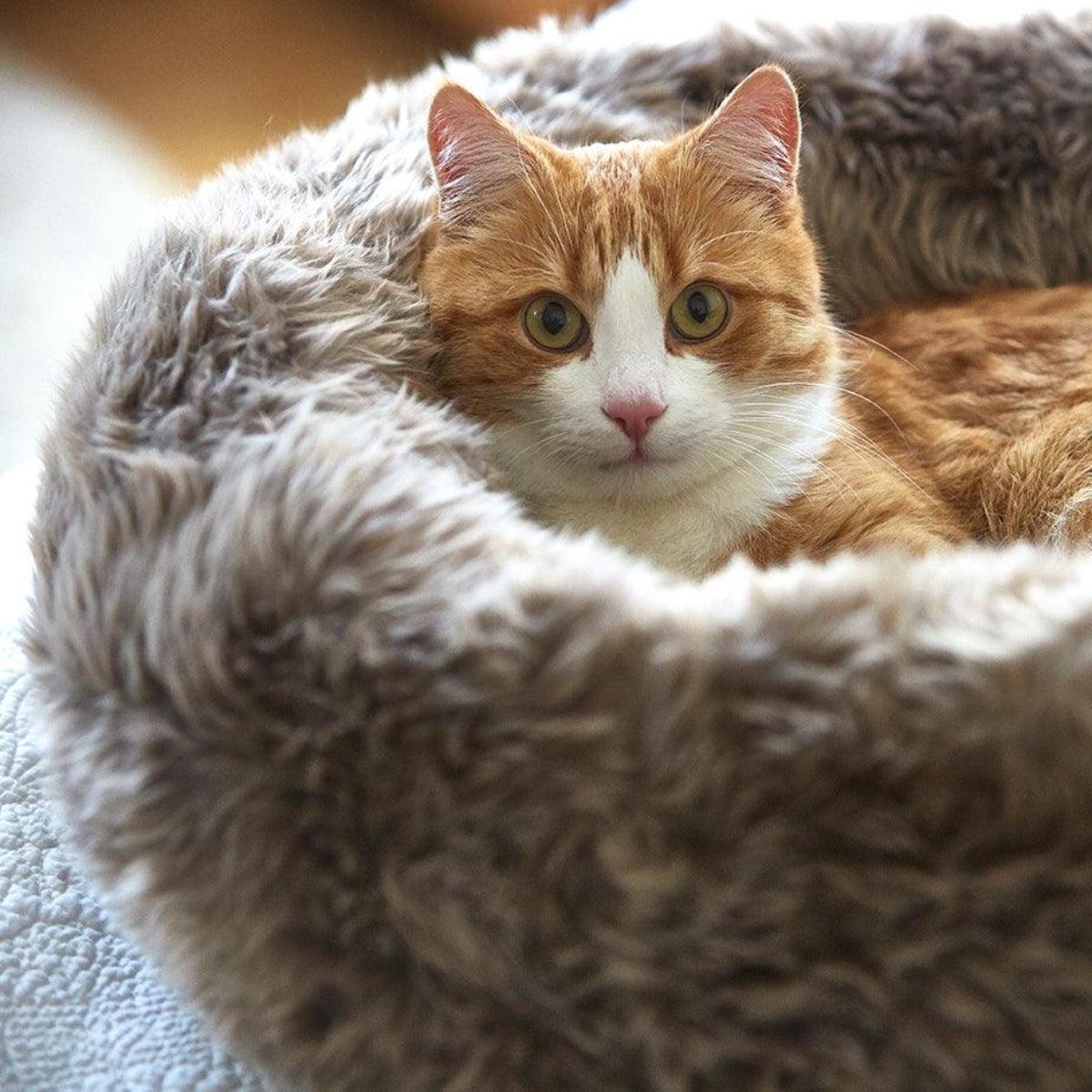 Panier pour chat original - LANA - Kasibe