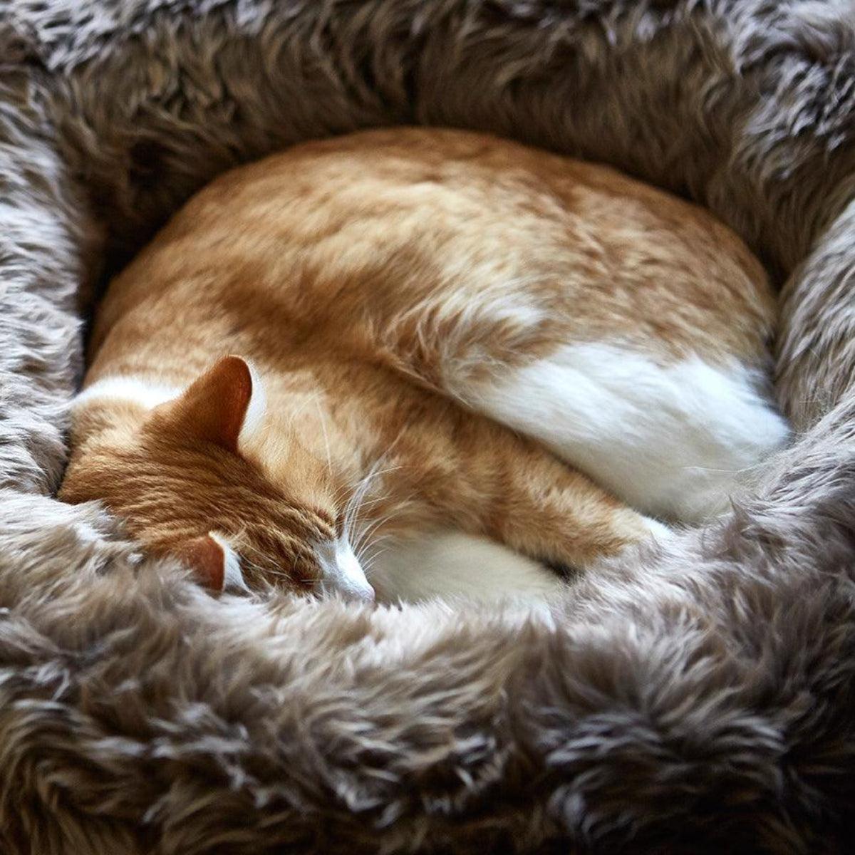 Panier pour chat original - LANA - Kasibe