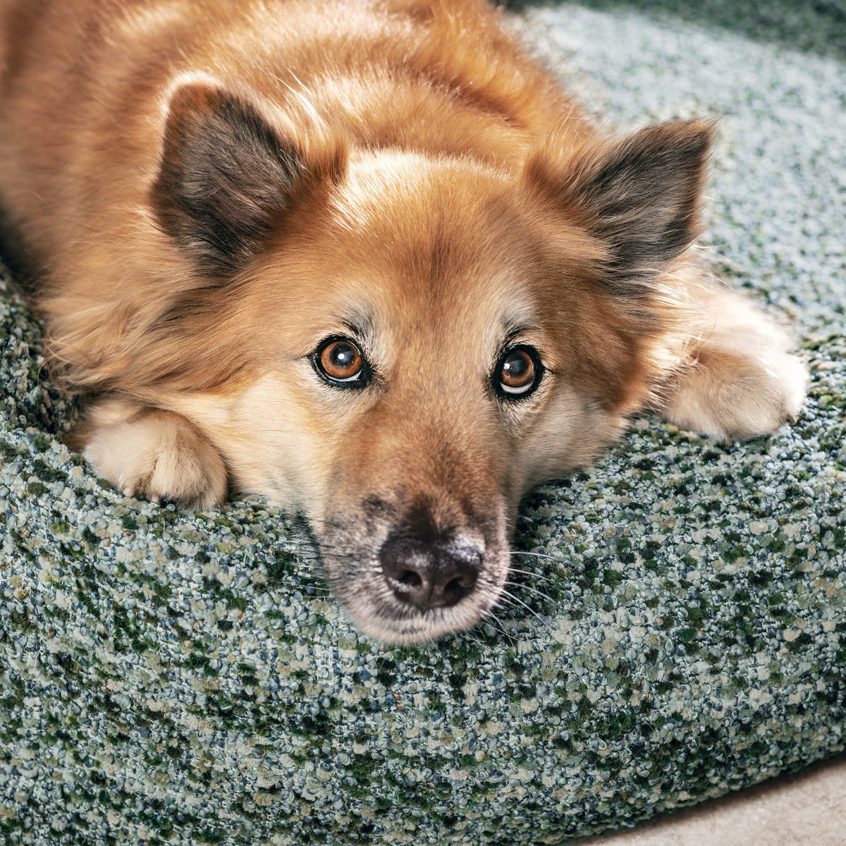 panier pour chien confortable vert - kasibe